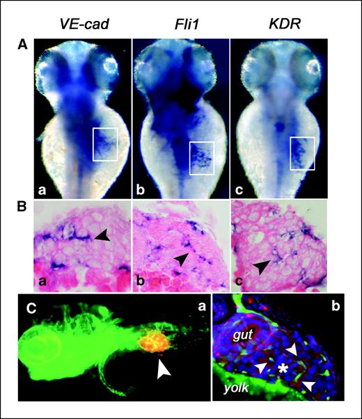 Figure 2. Tumor-induced zebrafish neovessels express endothelial cell markers. A, whole-mount in situ RNA hybridization of 72 hpf zebrafish embryos injected on the right flank with FGF2-T-MAE cells (top view). Embryos were hybridized with specific probes for the zebrafish VE-cadherin (a), Fli-1 (b), or VEGFR2/KDR (c) orthologues; intratumor newly formed blood structures are highlighted in the corresponding insets. B, transversal sections of the tumor xenografts shown in (A) allow the visualization of intratumor neovessels positive for the corresponding gene transcripts (arrowheads; original magnification, ×1,000). C, tumor angiogenesis in transgenic VEGFR2:G-RCFP zebrafish embryos. Embryos were injected at 48 hpf with FGF2-T-MAE cells and processed 24 h thereafter. a, note the GFP-KDR+ neovessels (green) penetrating the graft of FGF2-T-MAE cells (arrowhead) preloaded with the fluorescent dye DiI (red; original magnification, ×200). b, cryosection of a FGF2-T-MAE tumor xenograft (*) stained with an anti–murine α-tubulin antibody (red); nuclear counterstaining with DAPI (blue). Note the GFP-KDR+ neovessels (green) within the tumor graft (arrowheads; original magnification, ×600).
