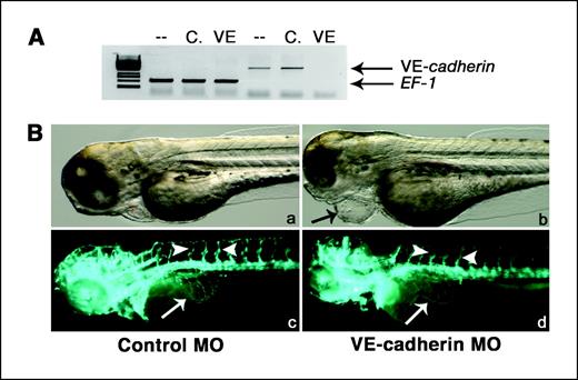 Figure 3. VE-cadherin zebrafish morphants. Transgenic VEGFR2:G-RCFP zebrafish embryos were injected at the one-cell stage with control MO or with VE-cadherin MO (0.4 pmol/embryo). A, reverse transcription-PCR analysis done at 24 hpf on total RNA extracted from untreated (–), control MO-injected (C), or VE-cadherin MO-injected (VE) embryos using specific primers for zebrafish EF-1 and VE-cadherin. B, VE-cadherin MO causes arrest of blood flow and enlargement of pericardial cavity in 72 hpf embryos (arrow; b) when compared with control MO embryos (a). However, no gross alterations in GFP-KDR+ blood vessel formation were observed both in control (c) and VE-cadherin (d) morphants (lateral view). No significant differences in vascular development were observed between control and VE-cadherin morphants also at 24 hpf (data not shown). Arrows, SIVs; arrowheads, intersegmental vessels.