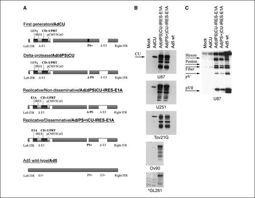 Figure 1. Characterization of adenovirus vectors used in this study. A, schematic representation. AdCU vector is an adenovirus deleted in the E1 and E3 regions: The expression cassette is under the control of the CMV5(CuO) promoter. This promoter allows the repression of transcription during adenovirus vector production in 293 cells expressing the CymR repressor. This was needed for efficient adenovirus vector production.8 The expression cassette expresses the fusion gene CD::UPRT and the GFP gene, the latter being under the translational control of an IRES. Ad(dPS)CU is a variant of the AdCU that bears an additional deletion of its PS gene. Ad(dPS)CU-IRES-E1A has the same structure as the Ad(dPS)CU, but the GFP reporter gene was replaced with the E1A gene, rendering this adenovirus vector replicative. Ad(PS+)CU-IRES-E1A differs from the replicating/nondisseminating virus by having the PS gene, thus being both replicating and disseminating. Ad5wt was used in this study to benchmark the suicide gene approach to an oncolysis approach. B, suicide gene expression. C, viral protein expression in tumor cell lines infected with the adenovirus vectors. Tumor cells were plated in six-well plates at a density of 2.5 × 105, transduced the next day with adenovirus vectors at a MOI of 50, and incubated for 48 h. Blots were incubated with either anti-codA (B) or anti-Ad5 (C). In B, in the lane marked with *, cells were transduced with Ad(dPS)CU.