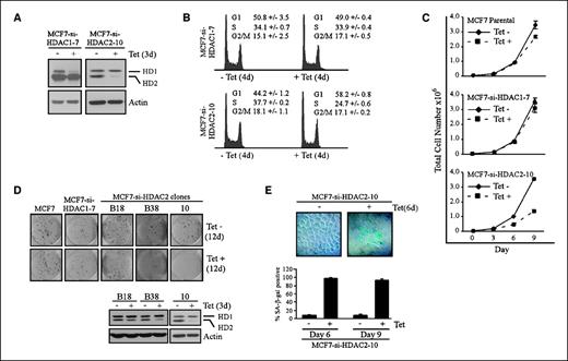 Figure 1. Knockdown of HDAC2, but not HDAC1, induces G1 cell cycle arrest, inhibits cellular proliferation, and induces cellular senescence. A, the abundance of HDAC1 and HDAC2 is reduced in stable MCF7 cell lines upon tetracycline-inducible expression of shRNA targeting HDAC1 and HDAC2, respectively. The levels of HDAC1, HDAC2, and actin were assayed by Western blot analysis with antibodies against HDAC1, HDAC2, and actin, respectively, in MCF7-si-HDAC1-7 and MCF7-si-HDAC2-10 cells grown with or without tetracycline for 3 d. B, knockdown of HDAC2, but not HDAC1, induces G1 arrest. The percentages of MCF7-si-HDAC1-7 and MCF7-si-HDAC2-10 cells in G1, S, and G2-M phases grown with or without tetracycline for 4 d were determined by DNA histogram analysis. C, knockdown of HDAC2 inhibits cell proliferation. Growth rates for parental MCF7, MCF7-si-HDAC1-7, and MCF7-si-HDAC2-10 cells grown with or without tetracycline were measured by Coulter cell counter. Bars, SD. D, colony formation assay for parental MCF7, MCF7-si-HDAC1-7, and MCF7-si-HDAC2 clones B18, B38, and 10. Cells were grown with or without tetracycline for 12 d, fixed, and stained with crystal violet. The levels of HDAC1, HDAC2, and actin were assayed by Western blot analysis in MCF7-si-HDAC2 clones B18, B38, and 10 grown with or without tetracycline for 3 d. E, knockdown of HDAC2 induces cellular senescence. MCF7-si-HDAC2-10 cells were grown with or without tetracycline, fixed, and stained for senescence-associated β-galactosidase activity at the indicated times. Phase contrast microscopy of representative colonies (top) and quantitation of SA-β-galactosidase–positive colonies (bottom). Bars, SE.