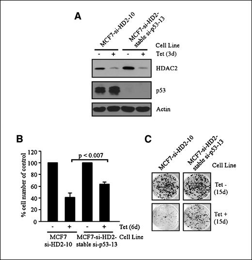 Figure 2. Knockdown of HDAC2 inhibits cellular proliferation in p53-dependent and -independent manners. A, MCF7-si-HDAC2-10 and MCF7-si-HDAC2–stable si-p53-13 cells were grown with or without tetracycline for 3 d. The level of HDAC2, p53, and actin was assayed by Western blot analysis. B, stable knockdown of p53 partly rescues growth arrest induced upon knockdown of HDAC2. MCF7-si-HDAC2-10 and MCF7-si-HDAC2–stable si-p53-13 cells were grown with or without tetracycline for 6 d, collected, and counted by Coulter cell counter. Columns, average of three independent experiments each done in triplicate; bars, SD. C, colony formation assay for MCF7-si-HDAC2-10 and MCF7-si-HDAC2–stable si-p53-13 cells. Cells were grown with or without tetracycline for 15 d, fixed, and stained with crystal violet.