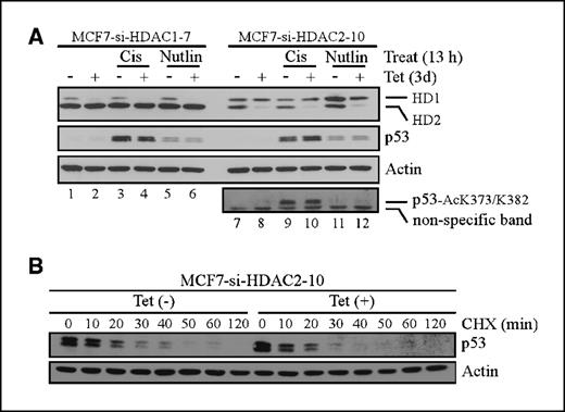 Figure 3. Knockdown of HDAC1 or HDAC2 does not affect p53 stability. A, MCF7-si-HDAC1-7 and MCF7-si-HDAC2-10 cells were grown with or without tetracycline for 3 d and treated with 50 μmol/L of cisplatin or 5 μmol/L of nutlin for 13 h. The level of HDAC1, HDAC2, p53, p53-AcK373/382, and actin was assayed by Western blot analysis. B, knockdown of HDAC2 does not prolong the half-life of p53. MCF7-si-HDAC2-10 cells were grown with or without tetracycline for 3 d and treated with cycloheximide (CHX) for the indicated times. The level of p53 and actin was assayed by Western blot analysis.