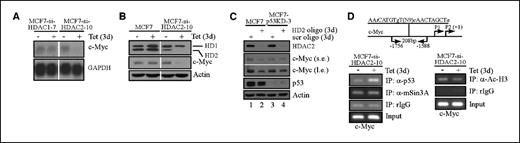 Figure 4. Knockdown of HDAC2 represses c-Myc in a p53-dependent manner. A, knockdown of HDAC2, but not HDAC1, represses c-Myc mRNA. A Northern blot was prepared using total RNAs isolated from MCF7-si-HDAC1-7 and MCF7-si-HDAC2-10 cells grown with or without tetracycline for 3 d. The blot was sequentially probed with cDNAs derived from c-Myc and GAPDH genes. B, knockdown of HDAC2 represses c-Myc protein. The level of HDAC1, HDAC2, c-Myc, and actin was assayed by Western blot analysis in MCF7 parental and MCF7-si-HDAC2-10 cells grown with or without tetracycline for 3 d. C, repression of c-Myc upon knockdown of HDAC2 is partially p53-dependent. Parental MCF7 cells and MCF7 cells in which p53 was stably knocked-down (MCF7-p53KD-3) were transiently transfected with scrambled or HDAC2 siRNA oligos for 3 d. The level of HDAC2, c-Myc, p53, and actin was assayed by Western blot analysis. s.e., short exposure; l.e., long exposure. D, knockdown of HDAC2 enhances p53-DNA binding to the p53-responsive element within the c-Myc promoter. Top, schematic representation of the human c-Myc promoter and location of transcriptional start sites, p53-responsive element, and primers used for ChIP assay. Lowercase italicized nucleotides identify mismatches from p53 consensus binding site. Bottom left, ChIP assay was done using MCF7-si-HDAC2-10 cells grown with or without tetracycline for 3 d. Chromatin was immunoprecipitated with p53, mSin3A, and control rabbit IgG antibodies. The fragment containing the p53-responsive element in the c-Myc promoter was amplified by PCR. Bottom right, ChIP assay was done using Ac-histone H3 and control rabbit IgG antibodies.