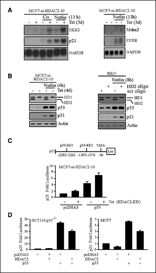 Figure 5. Knockdown of HDAC2 enhances p53 transcriptional activity for a subset of target genes. A, knockdown of HDAC2 enhances p53 activity to induce DKK1, p21, Mdm2, and FDXR genes. A Northern blot was prepared using total RNAs isolated from MCF7-si-HDAC2-10 cells grown with or without tetracycline for 3 d and treated with 50 μmol/L of cisplatin or 5 μmol/L of nutlin as indicated. The blots were probed with cDNAs derived from the DKK1, p21, Mdm2, FDXR, and GAPDH genes. B, knockdown of HDAC2 enhances the induction of p21 by p53 in MCF7 and RKO cells. The level of HDAC1, HDAC2, p53, p21, and actin was assayed by Western blot analysis in MCF7-si-HDAC2-10 cells (left) treated as indicated and in RKO cells (right) transiently transfected with scrambled oligos or HDAC2 siRNA oligos along with treatment of nutlin as indicated. C, knockdown of HDAC2 activates the p21 promoter and further enhances activation of the p21 promoter by p53. Top, schematic representation of the p21 luciferase reporter with p53-responsive elements and TATA box. Bottom, MCF7-si-HDAC2-10 cells were grown with or without tetracycline for 4 d and transfected with the p21 luciferase reporter along with an empty pcDNA3 or pcDNA3 expressing p53 as indicated for 24 h. Fold increase in luciferase activity. D, HDAC2 diminishes the activation of the p21 promoter by p53. HCT116 p53−/− (left) or MCF7 (right) cells were transfected with the p21 luciferase reporter along with pcDNA3, HDAC2, or p53 expression vector as indicated for 24 h. Fold increase in luciferase activity. Bars, SE.