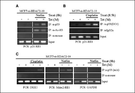 Figure 6. HDAC2 inhibits p53-DNA binding. A and B, knockdown of HDAC2 enhances p53-DNA binding at the endogenous p21 promoter upon treatment with nutlin (A) and cisplatin (B). ChIP assay was done using MCF7-si-HDAC2-10 cells grown with or without tetracycline for 3 d and treated with 5 μmol/L of nutlin (A) or 50 μmol/L of cisplatin (B) as indicated. Chromatin was immunoprecipitated with anti-p53 (either a mixture of DO1, PAb-1801, PAb-240, and PAb-421 or DO1 alone), anti-Ac-histone H3, control anti-mouse, or control mouse IgG2a antibodies as indicated. p53-RE1 within the p21 gene was amplified by PCR. C, knockdown of HDAC2 enhances p53-DNA binding at DKK1 and Mdm2 genes. ChIP assay was done as described above. A potential p53-responsive element near the transcriptional start site of the DKK1 gene and p53-RE1 within the Mdm2 gene were amplified by PCR. The GAPDH promoter was amplified and served as an additional negative control for p53-DNA binding.