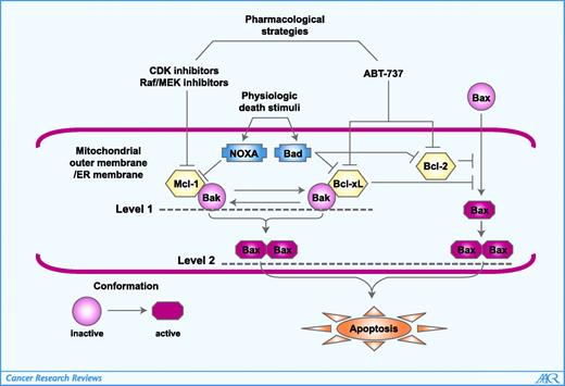 Figure 1. Mechanisms of potentiation of ABT-737 lethality by strategies targeting Mcl-1. Physiologic death stimuli act through signaling intermediaries (e.g., Noxa and Bad) to trigger cell death pathways. ABT-737 mimics the actions of Bad by neutralizing Bcl-2/Bcl-xL, thus activating Bax and untethering Bak from Bcl-xL. However, these events do not efficiently trigger apoptosis, particularly in cells with high levels of Mcl-1. In such cells, ABT-737 is unable to free Bak from Mcl-1 and to activate Bak. On the other hand, Mcl-1 down-regulation by various pharmacologic agents recapitulates the more physiologic effects of Noxa in diminishing the availability of Mcl-1. When pharmacologic agents that inhibit Bcl-2/Bcl-xL are combined with those that down-regulate Mcl-1, Bak is released from both Mcl-1 and Bcl-xL and activated. Activated Bak then cooperates with activated Bax (i.e., exhibiting conformational change and mitochondrial translocation) to evoke the apoptotic cascade. Thus, compounds like ABT-737 and agents targeting Mcl-1 may cooperate at two related levels: (a) simultaneous dissociation of Bak from Mcl-1 and Bcl-xL and (b) activation of both Bax and Bak, thus mimicking the physiologic death process.