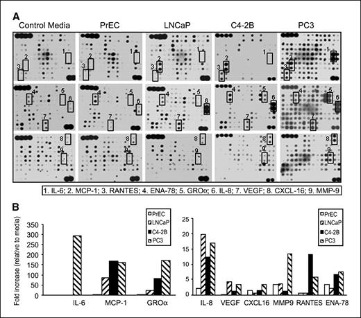 Figure 2. Prostate cancer conditioned medium was assayed using a human cytokine antibody array. A, images of human cytokine antibody array that were assayed with conditioned medium obtained from control medium, PrEC, LNCaP, C4-2B, and PC3 cells. Details of the procedure are described in Materials and Methods. The signals of IL-6, MCP-1, RANTES, ENA-78, GROα, IL-8, VEGF, CXCL-16, and MMP-9 were labeled with rectangle boxes. B, autoradiographs of the arrays were scanned to determine the density of the protein array position. Data as mean value of fold increase relative to control medium. The value from scans was adjusted based on the intensity of positive control spots on each membrane.