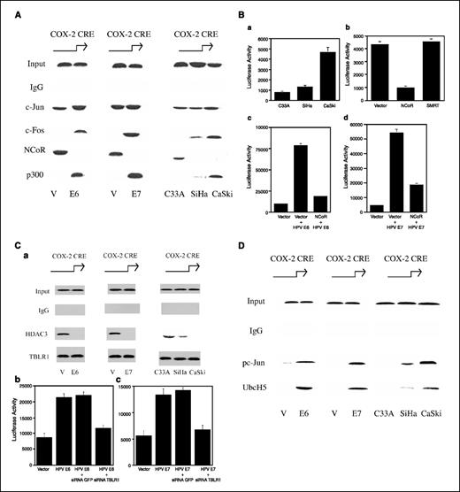 Figure 5. COX-2 transcription is regulated by HPV16 E6 and E7 oncoproteins via a corepressor/coactivator exchange. A, ChIP assays were done. A comparison was made between C33A cells that overexpressed vector, HPV16 E6, and HPV16 E7. Additionally, comparisons were made among C33A, SiHa, and CaSki cancer cell lines. Chromatin fragments were immunoprecipitated with the indicated antibodies, and the COX-2 promoter region was amplified by PCR. DNA sequencing was carried out, and the PCR product was confirmed to be the COX-2 promoter. We were unable to detect the COX-2 promoter (−7 to −621) when normal IgG was used or antibody was omitted from the immunoprecipitation step. B, a, C33A, SiHa, and CaSki cells were transfected with 0.9 μg of human COX-2 promoter-luciferase (−327/+59). b, CaSki cells were transfected with 0.9 μg of human COX-2 promoter-luciferase (−327/+59). Vector, cells that also received 0.9 μg of vector; NCoR, cells that also received 0.9 μg of expression vector for NCoR; SMRT, cells that also received 0.9 μg of expression for SMRT. c, C33A cells were transfected with 0.9 μg of human COX-2 promoter-luciferase (−327/+59). Vector, cells that received 0.9 μg of vector alone; Vector + HPV E6, cells that received 0.45 μg of vector and 0.45 μg of expression vector for HPV16 E6; NCoR + HPV E6, cells that received 0.45 μg of expression vector for NCoR and 0.45 μg of expression vector for HPV16 E6. d, C33A cells were transfected with 0.9 μg of human COX-2 promoter-luciferase (−327/+59). Vector, cells that received 0.9 μg of empty vector alone; Vector + HPV E7, cells that received 0.45 μg of vector and 0.45 μg of expression vector for HPV16 E7; NCoR + HPV E7, cells that received 0.45 μg of expression vector for NCoR and 0.45 μg of expression vector for HPV16 E7. a to d, all cells received 0.2 μg of pSVβgal. The total amount of DNA in each reaction was kept constant at 2 μg by using empty vector. Reporter activities were measured in cellular extract 24 h following transfection. Luciferase activity represents data that have been normalized to β-galactosidase activity. Columns, mean (n = 6); bars, SD. C, a, ChIP assays were done. A comparison was made between C33A cells that overexpressed vector, HPV16 E6, and HPV16 E7. Additionally, comparisons were made among C33A, SiHa, and CaSki cancer cell lines. Chromatin fragments were immunoprecipitated with the indicated antibodies, and the COX-2 promoter region was amplified by PCR. DNA sequencing was carried out, and the PCR product was confirmed to be the COX-2 promoter. We were unable to detect the COX-2 promoter (−7 to −621) when normal IgG was used or antibody was omitted from the immunoprecipitation step. b and c, C33A cells were transfected with 0.9 μg of human COX-2 promoter-luciferase (−327/+59). Vector, cells that received 0.9 μg of empty vector alone. b, HPV E6, cells that received 0.45 μg of vector and 0.45 μg of expression vector for HPV16 E6; HPV E6 + siRNA GFP, cells that received 0.45 μg of expression vector for HPV16 E6 and 0.45 μg of siRNA to GFP; HPV E6 + siRNA TBLR1, cells that received 0.45 μg of expression vector for HPV16 E6 and 0.45 μg of siRNA to TBLR1. c, HPV E7, cells that received 0.45 μg of vector and 0.45 μg of expression vector for HPV16 E7; HPV E7 + siRNA GFP, cells that received 0.45 μg of HPV16 E7 expression vector and 0.45 μg of siRNA to GFP; HPV E7 + siRNA TBLR1, cells that received 0.45 μg of HPV16 E7 expression vector and 0.45 μg of siRNA to TBLR1. b and c, all cells received 0.2 μg of pSVβgal. Reporter activities were measured in cellular extract 24 h following transfection. Luciferase activity represents data that have been normalized to β-galactosidase activity. Columns, mean (n = 6); bars, SD. D, ChIP assays were done. A comparison was made between C33A cells that overexpressed vector, HPV16 E6, and HPV16 E7. Additionally, comparisons were made among C33A, SiHa, and CaSki cancer cell lines. Chromatin fragments were immunoprecipitated with the indicated antibodies, and the COX-2 promoter region was amplified by PCR. DNA sequencing was carried out, and the PCR product was confirmed to be the COX-2 promoter. We were unable to detect the COX-2 promoter (−7 to −621) when normal IgG was used or antibody was omitted from the immunoprecipitation step.