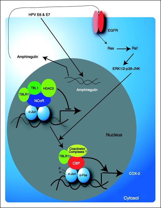 Figure 6. Schematic of pathway by which HPV16 oncoproteins regulate COX-2 expression. HPV16 E6 and E7 oncoproteins stimulate production of amphiregulin and thereby activate EGFR→Ras→MAPK signaling. This results, in turn, in phosphorylation of c-Jun, leading to TBLR1-dependent degradation of the NCoR/HDAC3 corepressor complex and recruitment of the coactivator CBP/p300 and phosphorylated c-Jun/c-Fos heterodimer to the COX-2 promoter. This corepressor/coactivator exchange triggered by HPV oncoproteins leads to enhanced COX-2 transcription.