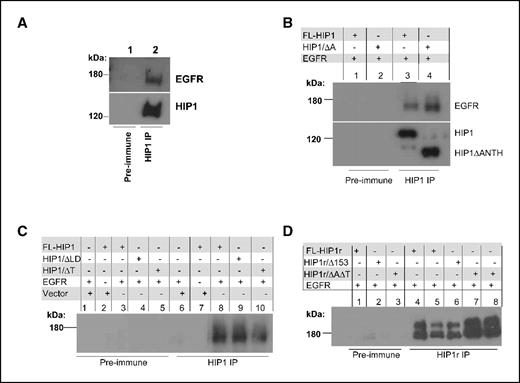 Figure 3. Association of HIP1 family members with EGFR independent of their lipid, clathrin, AP2, or actin interacting domains. A, endogenous EGFR associates with HIP1. Liver extracts from HIP1 transgenic mice were analyzed for an endogenous association between HIP1 and EGFR because the levels of EGFR in murine liver were higher than in other tissues, and human HIP1 was expressed at high enough levels to detect the endogenous interaction. Liver extract (4.9 mg) derived from a transgenic mouse that expressed human HIP1 in the liver was immunoprecipitated with either preimmune sera (lane 1) or UM323, a polyclonal antibody specific to the COOH-terminal end of HIP1 (lane 2), separated by 6% SDS-PAGE and blotted for HIP1 (monoclonal HIP1/4B10) and EGFR (sheep polyclonal, Upstate Biotechnology). B, association of HIP1 and the lipid-binding deletion mutant of HIP1 (HIP1/ΔANTH) with EGFR in vitro. Ten-centimeter dishes of 70% confluent 293T cells were transfected with 20 μg of total empty vector, EGFR, and HIP1 DNA as indicated above the blot. Thirteen hours after transfection, the cells were lysed and 1 mg of total protein was precipitated with the polyclonal anti-HIP1 antibody, UM323, or a preimmune bleed from the same rabbit as a negative control. Immunoprecipitates then were blotted for EGFR and HIP1. Lanes 1 and 3 were transfected with HIP1 and EGFR. Lanes 2 and 4 were transfected with HIP1/ΔANTH and EGFR. C, HIP1 associates with EGFR independent of clathrin or actin binding. Immunoprecipitation of transfected 293T cells, as described in (B), indicated that association of HIP1 with EGFR was dependent on transfected HIP1 (lane 6) but independent of clathrin/AP2 (ΔLD, lane 9) and actin (ΔTH, lane 10) interacting domains, as well as the lipid interacting ANTH domain. D, HIP1r associates with EGFR independent of lipid, clathrin, or actin binding. Immunoprecipitation of HIP1r-transfected 293T cells, as in (B), indicated that association of HIP1r with EGFR was independent of the HIP1r clathrin (Δ153, lane 6), lipid, or actin binding (ΔAΔT, lanes 7 and 8) domains.