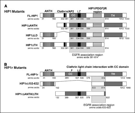 Figure 4. EGFR interacts with the HIP1 family via overlapping regions. A, region for EGFR association with HIP1 spans HIP1 amino acids 381 to 814. Overlapping with this EGFR association region is a region (horizontal striped zone) that was previously shown to be necessary for HIP1/PDGFβR hematopoietic cell transformation (31). B, region for EGFR association with HIP1r spans amino acids 633 to 822. ANTH, AP180 NH2-terminal homology; CC, coiled-coil; LZ, leucine zipper; TH, talin homology.