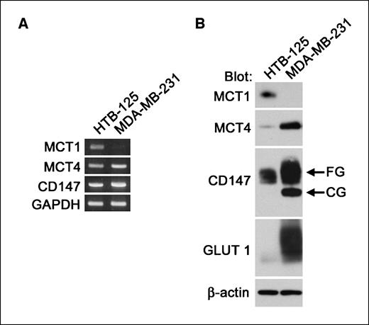 Figure 1. CD147 and MCT4 are up-regulated in breast cancer cells. A, CD147 and MCT4 mRNA levels are increased in MDA-MB-231 cells. GAPDH mRNA was used as an internal control. B, MDA-MB-231 cells express high levels of MCT4, CD147, and GLUT1. Detergent-soluble lysates prepared from MDA-MB-231 and HTB-125 cells were analyzed by immunoblot using antibodies against MCT1, MCT4, CD147, GLUT1, and β-actin (as an internal control). Total protein (5 μg) was loaded in each lane. FG, fully glycosylated form; CG, core-glycosylated form.