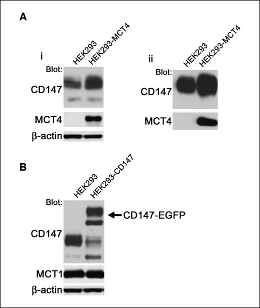 Figure 3. MCT4 increases CD147 expression in HEK293 cells. A, i, immunoblot of soluble lysates from HEK293 cells and HEK293 cells stably expressing MCT4 (HEK293-MCT4). Stable expression of MCT4 in HEK293 cells results in increased expression of both the core-glycosylated and fully glycosylated forms of CD147. ii, HEK293 and cells were biotinylated and avidin bound precipitates were analyzed by immunoblot. Precipitates (25 μL) were loaded in each lane. B, stable expression of CD147 in HEK293 cells decreased endogenous CD147 expression, but did not alter MCT1 expression in HEK293 cells. CD147-EGFP, exogenously expressed CD147 tagged with enhanced GFP. β-Actin was used as an internal control. Protein (10 μg) was loaded in each lane in (A, i) and (B).