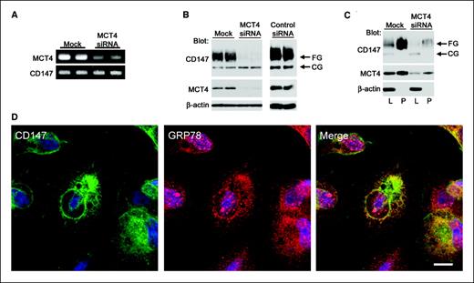 Figure 4. MCT4 silencing in MDA-MB-231 cells leads to a reduction of the fully glycosylated form of CD147 and accumulation of CD147 in the ER. A, MCT4 siRNA effectively reduces expression of MCT4 mRNA and has no effect on CD147 mRNA levels in MDA-MB-231 cells. Duplicate samples of each condition. B, silencing of MCT4 leads to reduction in the expression of fully glycosylated but not the core-glycosylated form of CD147. Lysates were analyzed by immunoblot using antibodies against MCT4, CD147, and β-actin (as an internal control). Cells were transfected with MCT5 siRNA as a control (Control siRNA) because MDA-MB-231 cells do not express this MCT isoform. Total protein (5 μg) was loaded in each lane. Duplicate samples of each condition. C, the core-glycosylated form of CD147 is not expressed at the cell surface following silencing of MCT4. Unbound lysates and streptavidin-agarose precipitates were analyzed by immunoblot using antibodies against CD147, MCT4, and β-actin (as an internal control). Unbound lysate (5 μg) was loaded in L lanes. Pellet fraction (20 μL) was loaded in the P lanes. L, lysate; P, pellet. D, CD147 accumulates intracellularly in the ER when cells are treated with MCT4 siRNA. Cells were immunolabeled with CD147 (green) or GRP78 (red) antibodies. TO-PRO-3 iodide (blue) was used to label nuclei. Merge, colocalization of CD147 with the ER marker GRP78, suggesting accumulation of CD147 in this organelle. Bar, 20 μm.