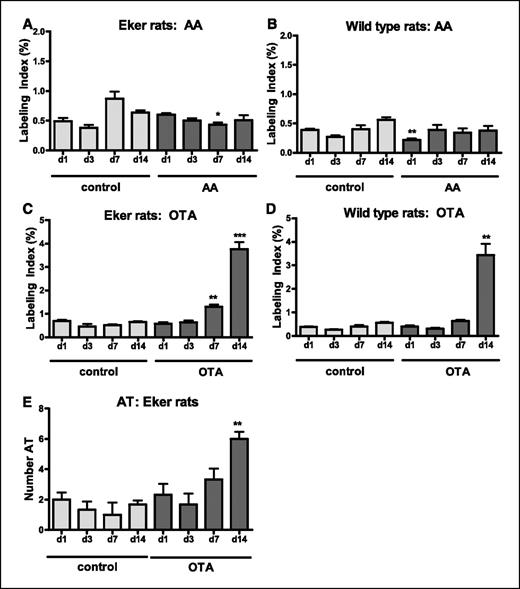 Figure 1. A to D, comparison of PCNA S-phase labeling indices (LI %) in the renal cortex of AA- or OTA-treated Eker and wild-type rats, respectively, at various treatment time points. E, mean number of atypical tubules (AT; preneoplastic lesion) per animal in control and OTA-treated Eker rats. Columns, mean of n = 3 animals per group; bars, SE. *, P < 0.05; **, P < 0.01; ***, P < 0.001, significant differences between treated and time-matched control groups (two-tailed unpaired t test).