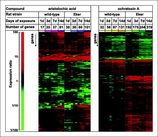 Figure 3. Heat map of compound-specific unions of genes found significantly deregulated (red, up-regulated; green, down-regulated) from the corresponding control in AA- or OTA-induced renal gene expression profiles of Eker or wild-type rats after 1, 3, 7, or 14 d of treatment (n = 3 per time point). Color scale (left): gene expression ratio.