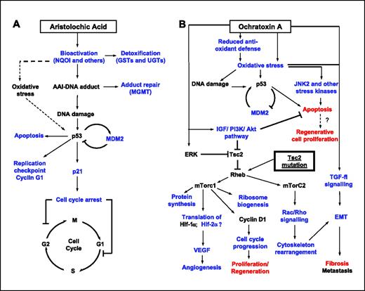 Figure 4. Postulated mechanistic pathways of AA-induced (A) and OTA-induced (B) toxicity in Eker and wild-type rats and potential influence of Tsc2 in the manifestation of short- and long-term effects discussed. Black, pathways and processes suggested from the literature; blue, pathways and processes implicated by gene expression analysis; red, pathways and processes implicated by histopathology and corroborated by gene expression analysis.