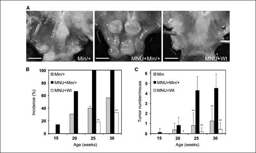 Figure 4. MNU treatment accelerates gastric tumorigenesis in ApcMin/+ mice. A, representative macroscopic photographs of the stomach in ApcMin/+, MNU-treated ApcMin/+, and MNU-treated wild-type mice at 25 weeks of age. Bar, 2 mm. Min/+, ApcMin/+; Wt, wild-type. B, incidence of mice with gastric tumors in ApcMin/+, MNU-treated ApcMin/+, and MNU-treated wild-type mice at each age. The incidence of MNU-treated ApcMin/+ mice with gastric tumors was significantly increased when compared with that of ApcMin/+ or MNU-treated wild-type mice at 25 to 30 weeks of age. Bars, SD. *, P < 0.05 versus ApcMin/+ mice, by Fisher's exact test; **, P < 0.01 versus MNU-treated wild-type mice, by Fisher's exact test. C, number of gastric tumors per mouse in ApcMin/+, MNU-treated ApcMin/+, and MNU-treated wild-type mice at each age. MNU-treated ApcMin/+ mice developed significantly higher numbers of gastric tumors than ApcMin/+ or MNU-treated wild-type mice at 20 to 35 weeks of age. Columns, mean; bars, SD. *, P < 0.05 versus MNU-treated ApcMin/+ mice, by Mann-Whitney U test; **, P < 0.01 versus MNU-treated ApcMin/+ mice, by Mann-Whitney U test.