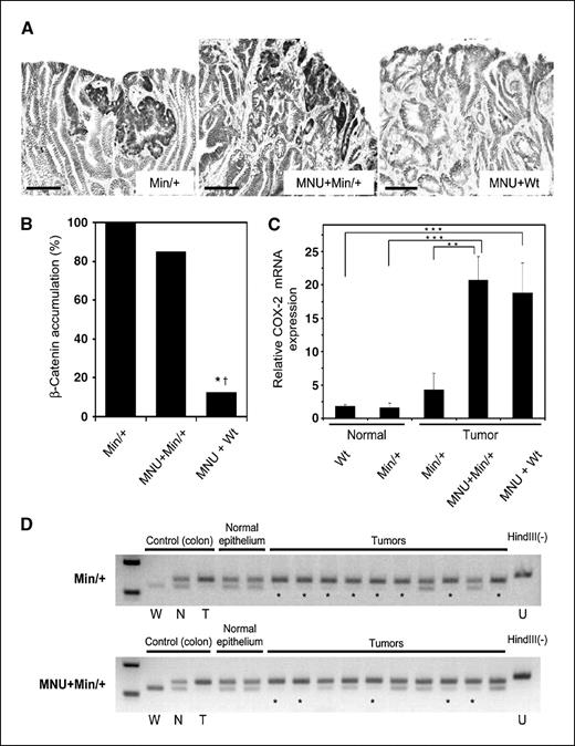Figure 6. A, β-catenin accumulation of gastric tumors in ApcMin/+ and MNU-treated ApcMin/+ mice. The nuclear/cytoplasmic accumulation of β-catenin was prominent in ApcMin/+ and MNU-treated ApcMin/+ mice. Bar, 100 μm. B, incidence of β-catenin accumulation in gastric tumors (<2.0 mm). Gastric tumors in the MNU-treated wild-type mice had a significantly lower frequency of β-catenin accumulation than in either the ApcMin/+ or the MNU-treated ApcMin/+ mice. *, P < 0.01 versus ApcMin/+ mice, by Fisher's exact test; †, P < 0.01 versus MNU-treated ApcMin/+ mice, by Fisher's exact test. C, COX-2 mRNA expressions in gastric lesions of ApcMin/+, MNU-treated ApcMin/+, and MNU-treated wild-type mice were assessed by quantitative real-time RT-PCR. The expression was normalized to β-actin mRNA expression. Ten samples of each group were analyzed in triplicate. Columns, mean of three independent experiments; bars, SE. **, P < 0.01, Mann-Whitney U test; ***, P < 0.001, Mann-Whitney U test. D, Apc LOH analysis of gastric lesions. Apc LOH analysis of gastric tumors in ApcMin/+ and MNU-treated ApcMin/+ mice. Top band, HindIII-resistant ApcMin PCR product; bottom band, wild-type Apc allele cut by HindIII. Lane W, normal-appearing colonic crypts from a wild-type mice; lane N, normal-appearing colonic crypts from an ApcMin/+ mouse; lane T, intestinal tumors from an ApcMin/+ mouse showing LOH; lane U, undigested PCR product. The band ratio (Apc+/ApcMin) in each sample was compared with the control lane. Asterisks, gastric tumors showing a low band ratio (Apc+/ApcMin), thus suggesting LOH. MNU+Min/+, MNU-treated ApcMin/+; MNU+Wt, MNU-treated wild-type.