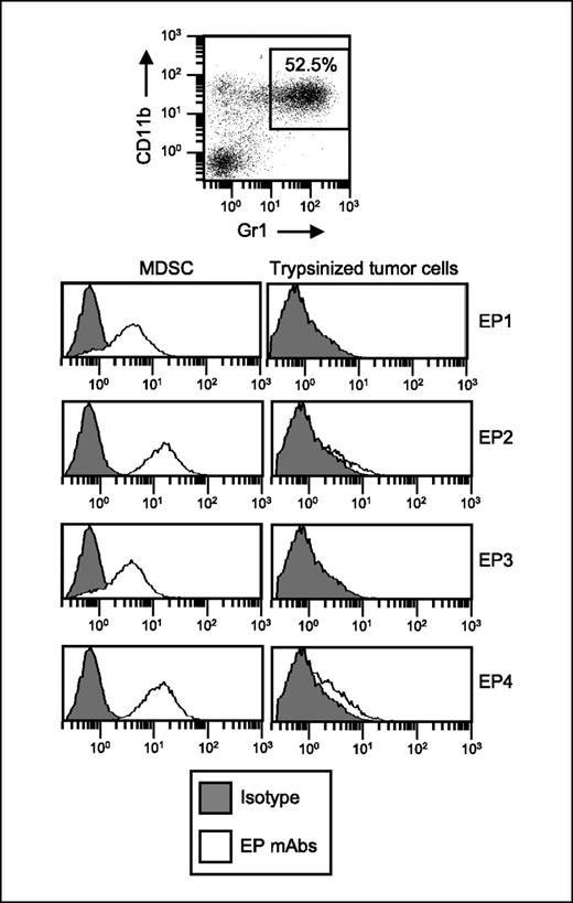 Figure 1. MDSC from 4T1 tumor-bearing mice express E-prostanoid (EP) receptors for PGE2. Splenocytes from 4T1 tumor-bearing BALB/c mice were triple labeled for Gr1-PE, CD11b-PerCP, and EP1-, EP2-, EP3-, or EP4-FITC or with appropriate isotype control mAbs. Gr1+CD11b+ cells were gated and analyzed by flow cytometry for expression of E-prostanoid receptors. Tumor cells were trypsinized to remove the E-prostanoid receptors and serve as a negative control.
