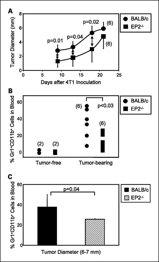 Figure 3. EP2-deficient mice have reduced primary tumor growth and fewer MDSC. BALB/c and EP2−/− mice were inoculated in the mammary gland with 7,000 4T1 mammary carcinoma cells on day 0. A, primary tumors were measured with a calipers. Points, average diameters of primary tumor as a function of days after tumor inoculation; bars, SD. Numbers in parentheses, number of mice per group. B, tumor-free and mice with 20-d-old 4T1 tumors were bled, and the percentage of Gr1+CD11b+ cells was determined by flow cytometry. Data are the pooled results of two independent experiments. C, columns, average of Gr1+CD11b+ cells for mice in B with primary tumors of 6 to 7 mm in diameter; bars, SD.