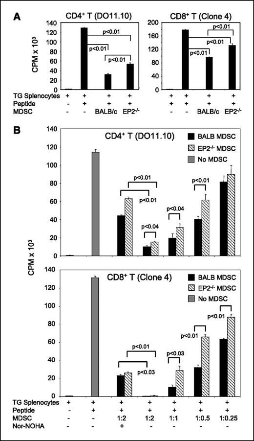 Figure 4. MDSC induced in EP2-deficient mice are less suppressive. CD4+ DO11.10 or clone 4 transgenic splenocytes were stimulated with ovalbumin323–339 or HA518–526 peptide, respectively, in the presence or absence of MACS-sorted Gr1+CD11b+ MDSC from the spleens of tumor-bearing EP2−/− or BALB/c mice, and T-cell activation was measured by incorporation of [3H]thymidine. Sorted MDSC were >90% Gr1+CD11b+. A, transgenic (TG) splenocyte to MDSC ratio was 1:2. B, transgenic splenocyte to MDSC ratio ranged from 1:2 to 1:0.25. The arginase inhibitor nor-NOHA (500 μmol/L) was added to some wells. Values for transgenic splenocytes with peptide were not significantly different from values for splenocytes with peptide and nor-NOHA (data not shown). Values for transgenic splenocytes with peptide were statistically significantly different from all other values at P < 0.01. Data for A and B are from one of two independent experiments.