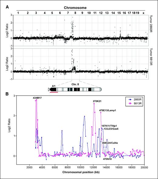 Figure 2. A, whole-genome mouse BAC microarray CGH of two p53 null mammary tumors. Tumor 2860R (blue) was derived from the outgrowth cell line PN1A, and tumor 8813R (red) was spontaneously generated. Note the increased in hybridization intensity ratios for the DNA in the area close to the centromere. The amplified region corresponding to band 8A1 is shown on the chromosomal ideogram (red line). B, detail of the amplified region on the proximal portion of mouse chromosome 8, band A1. Cul4a, Lamp1, Tfdp1, and Gas6 map to the indicated RP23 BAC clones with high-intensity hybridization ratios, indicative of a gene amplification phenomenon. X-axis, relative chromosomal position in kilobases.