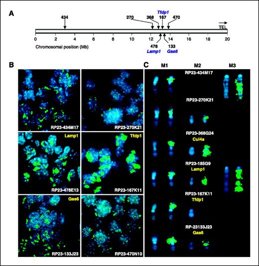 Figure 3. FISH analyses of p53 null mouse mammary model. A, relative position of the BAC clones used as probes in the FISH analyses. TEL, telomere. The loci for Lamp1, Tfdp1, and Gas6 are indicated. B, FISH on touch imprint preparations from a p53 null mouse mammary tumor. Biotin-labeled BAC clones were used as probes. The label was detected with FITC-avidin (green), and the nuclei were counterstained with DAPI (blue). Note that the genomic regions recognized by RP23 BAC probes 270K21 and 470N10 are not amplified and define the boundaries of the amplicon. Yellow, name of genes contained within specific BACs. C, cytogenetic and FISH analysis of the PN1A mammary outgrowth line. At least three distinctive chromosomal markers (identified as M1, M2, and M3) displaying homogenously staining regions (HSR) were identified on these p53 null mouse mammary premalignant cells. BACs identifying the amplified ch8A1 sequences are shown. Yellow, name of genes contained within specific BACs.