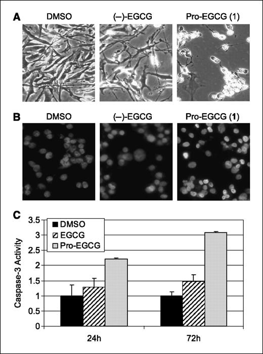 Figure 2. Induction of apoptosis by Pro-EGCG (1) in MDA-MB-231 breast cancer cells. A and B, MDA-MB-231 cells were treated with 50 μmol/L of the indicated compound every 24 h for 72 h. A, examination for apoptotic morphologic changes visualized by phase-contrast imaging (magnification, ×100). B, apoptotic nuclear changes. Nuclei that were punctuate or granular and bright were considered apoptotic (magnification, ×100). C, caspase-3/caspase-7 activity assay as described in Materials and Methods.