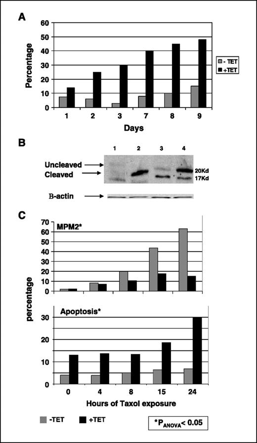 Figure 2. SIL down-regulation causes apoptosis. A, flow cytometry analysis for Annexin-PI comparing the percentage of apoptosis (Annexin+, PI−) before (−)and after (+) the addition of tetracycline. This graph is a representative assay of three independent experiments. B, a Western gel of caspase 3 cleavage products; when apoptosis occurs, the 20 kDa band diminishes and the 17 kDa band appears as evidence of caspase 3 cleavage. 1, positive control (apoptotic Baf3 cells-murine pro-B cells, IL-3–dependent cells, grown without IL-3); 2, negative control–living cells; 3, synchronized cells exposed to tetracycline and paclitaxel for 24 h; 4, synchronized cells exposed to paclitaxel without tetracycline. The loading control was β-actin. C, the delay in mitotic entry in SIL knockdown cells is associated with increased apoptosis. Left, percentage of MPM-2 positive (mitotic) cells before and after the addition of tetracycline (Tet). Right, percentage of apoptotic cells as calculated from the sub-G1 fraction. Paclitaxel was added 4 h after release from double thymidine block. This is a representative experiment from 10 similar ones.