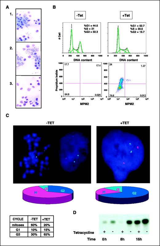 Figure 3. Inhibition of mitotic entry in the absence of SIL. A, metaphase spreads after exposure to colchicine for 16 h in the presence of tetracycline; (Giemsa staining) untransfected LS174T (1), clone no. 6 (2), and clone no. 2 (3; magnification, ×40). B, flow cytometry analysis of cells stained for PI and MPM2 with or without tetracycline; top, DNA content; bottom, dot plots obtained by costaining with anti-MPM2 and PI. The sub-G1 phase was eliminated in these graphs. C, FISH analysis after 16 h of exposure to colchicine using probes for ABL (chromosome 9; red) and BCR (chromosome 22; green; magnification, ×100); Top left, clone no. 2 cells in the absence of tetracycline; right, after the addition of tetracycline. Bottom, cell cycle distribution determined by counting 200 cells. D, kinase assay for CDK1 activity following exposure of the cells, with or without tetracycline (Tet), to paclitaxel. Whether or not tetracycline was added is indicated along with the time following exposure to paclitaxel.