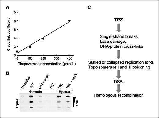 Figure 6. A, tirapazamine treatment under hypoxia induces DNA-protein cross-links. DNA-protein cross-link formation after 1-h tirapazamine treatment under hypoxia was measured by the SDS-potassium precipitation method in wild-type AA8 cells. Points, average values from two experiments. B, tirapazamine induces irreversible topoisomerase I cleavage complexes (Top1cc) under hypoxia. HeLa cells were treated with tirapazamine (100 μmol/L, 1 h). The DNA-containing fractions were pooled and probed at three concentrations (10, 3, and 1 μg DNA) with an antibody against Top1. The topoisomerase I cleavage complex induced by tirapazamine did not reverse after washing and incubating the cells in tirapazamine-free medium for 3 h (TPZ + wash). Camptothecin (CPT; 10 μmol/L, 1 h) was used as a positive control for the induction of reversible topoisomerase I cleavage complex. C, model explaining why tirapazamine damage repair proceeds via homologous recombination pathway.