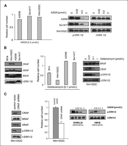 Figure 6. CRAF overexpression can confer insensitivity to RAF inhibition. A, left, AZ628 insensitivity among three BRAF mutant tumor cell lines. Three AZ628-insensitive BRAF mutant cell lines (A2058, Sw1417, and Wm1552C) were treated with 0.2 μmol/L AZ628, and a proliferation assay with Syto60 was performed 72 h later. The fraction of viable cells is expressed relative to untreated controls. Error bars, SD from the mean. Right, AZ628 fails to suppress p-ERK1/2 in Wm1552C cells. Cell lysates from three AZ628-insensitive cell lines were collected after treatment with the indicated concentrations of AZ628 for 2 h. Immunoblotting analysis was performed using antibodies directed against p-ERK1/2 and t-ERK1/2 (loading control). B, left, CRAF levels are relatively high in Wm1552C cells. Cell lysates from M14 and three AZ628-insensitive cell lines were collected. Immunoblotting analysis was performed using antibodies directed against the indicated proteins. Middle, Wm1552C cells exhibit geldanamycin sensitivity. M14 and three AZ628-insensitive cell lines (Wm1552C, A2058, Sw1417) were treated with 0.1 μmol/L geldanamycin, and a proliferation assay with Syto60 was performed 72 h later. The percentage of viable cells is expressed relative to untreated controls. Error bars, SD from the mean. Right, geldanamycin treatment causes CRAF depletion and suppresses ERK1/2 activation in Wm1552C cells. Cell lysates from Wm1552C were collected after treatment with the indicated concentrations of geldanamycin for 24 h. Immunoblotting analysis was performed using antibodies directed against the indicated proteins. C, left, CRAF depletion by shRNA suppresses ERK1/2 activation in Wm1552C cells. Wm1552C cells were infected with a lentivirus control (PLKO.1 empty vector) or a virus expressing CRAF-specific shRNA. Cells were puromycin-selected, and protein lysates were collected 4 d after the infection. Immunoblotting analysis was performed using antibodies directed against the indicated proteins. Middle, CRAF depletion by shRNA inhibits cell growth in Wm1552C cells. Cell viability corresponding to cells in left panel. Control or CRAF-specific shRNAs were introduced in Wm1552C cells and a cell proliferation assay with Syto60 was performed 5 d later. The fraction of viable cells is expressed relative to untreated controls. Error bars, SD. Right, immunoblots demonstrating that AZ628 effectively suppresses ERK phosphorylation in two different melanoma cell lines that harbor activated NRAS alleles.