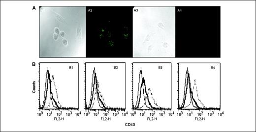 Figure 2. Ectopic SOCS3 expression in RAW264.7 cells reduces surface expression of CD40 induced by polyI:C. A, expression of V5-tagged SOCS3 in a stably transfected RAW264.7 cell line. pcDNA3.1 V5-SOCS3–transfected RAW264.7 cells (A1 and A2) and control vector pcDNA3.1-transfected cells (A3 and A4) were immunostained using FITC-labeled V5-specific mAb and viewed by phase-contrast (A1 and A3) and fluorescence (A2 and A4) microscopy. B, expression of CD40 in V5-SOCS3–transfected (B2 and B4) and control vector–transfected RAW264.7 cells (B1 and B3) on exposure to polyI:C (B1 and B2) and LPS (B3 and B4). V5-SOCS3 reduced the expression of CD40 in the presence of polyI:C. Thin line, isotypic control; thick line, unstimulated; dotted lines, stimulated.