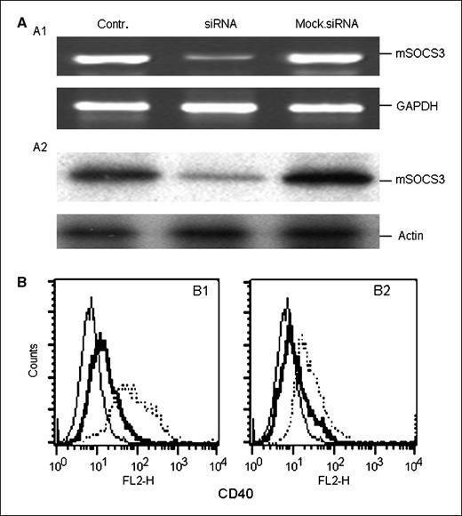 Figure 3. Silencing of SOCS3 increased the expression of CD40 induced by polyI:C. The levels of SOCS3 and GAPDH transcripts (A1) and SOCS3 protein and actin (A2) protein levels after transfection with control siRNA or siRNA targeting SOCS3. B, expression of CD40 in SOCS3 siRNA-transfected (B1) or irrelevant siRNA-transfected (B2) RAW264.7 cells at 48 h after stimulation with polyI:C. Thin line, isotypic control; thick line, unstimulated; dotted lines, stimulated. Total RNA was extracted for RT-PCR at 18 h after stimulation.