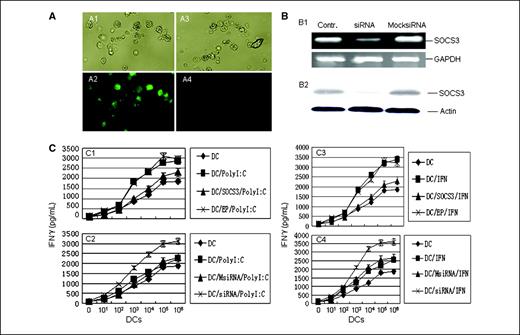 Figure 6. SOCS3 inhibits the stimulation of BMDC antigen presentation by both PolyI:C and IFNα. A, SOCS3-transfected BMDCs (A1 and A2) and control vector–transfected BMDCs (A3 and A4) by phase-contrast (A1 and A3) and fluorescence (A2 and A4) microscopy after staining with FITC-labeled anti-V5 antibody. BMDCs were transfected using mouse DC-type–specific nucleofector kit according to the manufacturer's protocol (Amaxa) and harvested after 72 h. B, transfection with SOCS3-targeted siRNA reduced the expression of SOCS3 in BMDCs. B1, transcript levels of SOCS3 and GAPDH; B2, protein levels of SOCS3 and actin at 72 h after transfection. C, effect of SOCS3 levels on antigen presentation after stimulation of BMDCs with polyI:C (C1 and C2) and IFNα (C3 and C4). C1 and C3, SOCS3-transfected BMDCs exhibited reduced antigen-presenting function manifested by lower levels of IFNγ after antigen-specific T-cell stimulation; C2 and C4, transfection with SOCS3-targeted siRNA enhances antigen presentation by BMDCs. VLP-specific splenocytes (2 × 106) were stimulated by different treated DCs after loading VLPs. The supernatants were analyzed using ELISA kit. DC, DC derived from bone marrow cells; DC/PolyI:C, DC after stimulation with polyI:C; DC/SOCS3/PolyI:C, SOCS3-transfected DCs after stimulation with polyI:C; DC/EP/PolyI:C, empty plasmid–transfected DCs after stimulation with polyI:C; DC/MsiRNA/PolyI:C, mock siRNA-transfected DC after stimulation with polyI:C; DC/siRNA/PolyI:C, SOCS3-targeted siRNA-transfected DC after stimulation with polyI:C; DC/IFN, DC after stimulation with IFNα; DC/SOCS3/IFN, SOCS3-transfected DC after stimulation with IFNα; DC/EP/IFN, empty plasmid–transfected DC after stimulation with IFNα; DC/MsiRNA/IFN, mock siRNA-transfected DCs after stimulation with IFNα; DC/siRNA/IFN, SOCS3-targeted siRNA-transfected DC after stimulation with IFNα.