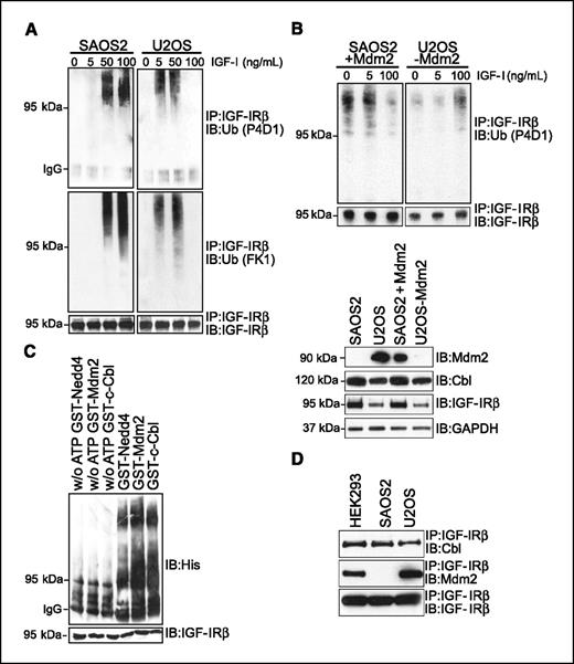 Figure 1. Mdm2 and c-Cbl mediate IGF-IR polyubiquitination. A, the two human osteosarcoma cell lines SAOS2 (TP53−/−) and U2OS were serum starved for 24 h and stimulated with different doses of IGF-I (0–100 ng/mL) for 10 min. IGF-IR was immunoprecipitated and detected with anti-P4D1 (detecting total ubiquitin) or FK1 (detecting polyubiquitin chains) and anti–IGF-IR. B, top, SAOS2 cells were transfected with Mdm2 (+Mdm2) for 48 h and U2OS cells were transfected with siMdm2 (−Mdm2) for 48 h. Cells were serum starved for 24 h and stimulated for 10 min with IGF-I (0–100 ng/mL). IGF-IR was immunoprecipitated and detected with P4D1 and IGF-IR antibodies. Bottom, expression levels of Mdm2, c-Cbl, and IGF-IR in SAOS2 (basal and after Mdm2 overexpression) and U2OS (basal and after Mdm2 knockdown). GAPDH was used as a loading control. C, in vitro ubiquitination of IGF-IR was done as described in Materials and Methods. Recombinant GST-Mdm2, GST-Nedd4, and GST-c-Cbl, as well as IGF-IR (isolated from DFB), were incubated together with His-tagged wild-type ubiquitin. Ubiquitinated proteins were detected by Western blot with anti–His-tag polyclonal antibody. D, SAOS2, U2OS, and HEK293 cells were grown under basal conditions. IGF-IR was immunoprecipitated and analyzed for c-Cbl, Mdm2, and IGF-IR by Western blot.