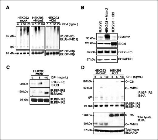 Figure 2. Ligand dose-dependent ubiquitination and association of ligases with IGF-IR. A, HEK293 cells were transfected with empty vector (mock), Mdm2 (+Mdm2), or c-Cbl (+Cbl) for 48 h, serum starved for 24 h, and stimulated with different doses of IGF-I (0–100 ng/mL) for 10 min. IGF-IR was immunoprecipitated and detected by P4D1 and IGF-IR antibodies. B, the expression of Mdm2, c-Cbl, IGF-IR, and GAPDH was analyzed in mock-transfected, Mdm2-transfected, and c-Cbl–transfected HEK293 cells. The experiments were repeated with similar results. C, mock-transfected HEK293 cells were serum starved for 24 h and stimulated with different doses of IGF-I for 10 min. IGF-IR was immunoprecipitated and analyzed with antibodies to c-Cbl, Mdm2, and IGF-IR. D, HEK293 cells were transfected with either HA-tagged Mdm2 or HA-tagged c-Cbl for 48 h. The cells were serum starved for 24 h and stimulated with different doses of IGF-I for 10 min. IGF-IR was immunoprecipitated and analyzed with antibodies to HA or IGF-IR. HA and GAPDH from total lysate were used as controls.