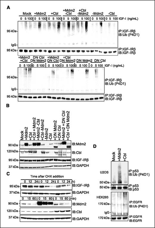 Figure 3. Ligand dose-dependent ubiquitination of IGF-IR. A, HEK293 cells were transfected either with wt or DN forms of Mdm2 (DN Mdm2) or c-Cbl (DN Cbl) for 48 h or with siRNA to Mdm2 (−Mdm2) or c-Cbl (−Cbl), or the indicated combinations, for 48 h. Cells were serum starved for 24 h and stimulated for 10 min with IGF-I (0–100 ng/mL). IGF-IR was immunoprecipitated and detected with P4D1 ubiquitin and IGF-IRβ antibodies. B, expression of Mdm2, c-Cbl, and IGF-IR in samples from the experiments described in A. GAPDH was used as a loading control. C, IGF-IR, Mdm2, and c-Cbl derived from HEK293 cells were detected by Western blot 48 h after transfection with empty vector (mock), Mdm2, or c-Cbl. Cycloheximide (CHX; 50 μg/mL) was added for the indicated times. GAPDH was used as a loading control. D, U2OS and HEK293 cells were transfected with empty vector (mock), Mdm2, or c-Cbl for 48 h. EGFR or p53 was immunoprecipitated and detected with P4D1 ubiquitin and p53 or EGFR antibody.