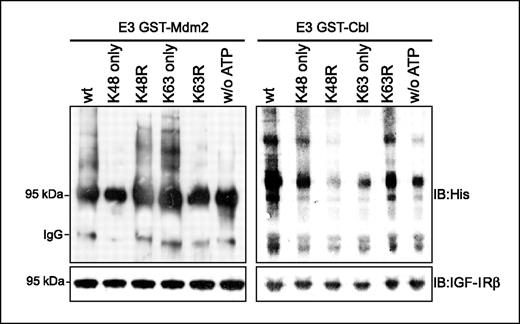 Figure 4. Canonical and noncanonical polyubiquitination. In vitro ubiquitination of IGF-IR was done as described in Materials and Methods. Recombinant GST-Mdm2 and GST-Cbl, as well as IGF-IR (isolated from DFB), were incubated together with wild-type ubiquitin or the indicated mutants. Ubiquitinated proteins were detected by Western blot with anti-His polyclonal antibody. The experiments were repeated with similar results.