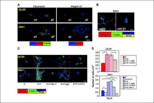 Figure 6. Fibronectin activates MLCK, leading to phosphorylation of MLC, actin stress fiber formation, and transition from quiescence to growth. D2.0R and D2A1 cells were cultured in three-dimensional Cultrex (C) on glass coverslips (as described in Materials and Methods). A, staining for fibronectin and integrin β1 (Intβ1) in D2.0R and D2A1 cells on days 1 and 7. B and C, D2A1 and D2.0R cells stained for phosphorylated MLC (red), F-actin (green), and nuclei (blue). Yellow, merge of F-actin and phosphorylated MLC staining. B, D2A1 cells treated with either control IgG or neutralizing antibody against integrin β1 for 6 d. C, D2.0R or D2A1 cells cultured on three-dimensional Cultrex mixed with fibronectin (F+C; 750 μg/mL) for 6 d in the presence of either nonspecific IgG (150 μg/mL), antibody against integrin β1 (150 μg/mL), or ML-7 (5 μmol/L) using confocal microscopy. Magnification, ×63. Scale bar, 20 μm.