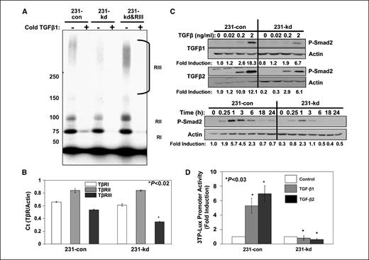 Figure 1. Knockdown of TβRIII in MDA-231 cells impairs response to TGF-β. A, 231-con, 231-kd, and 231-kd&RIII cells were affinity labeled with 125I-TGF-β1 and cross-linked with BS3, as described in Materials and Methods. Labeling was competed with 100 pmol/L unlabeled TGF-β1. Protein lysates were separated by 3% to 12% gradient SDS-PAGE and visualized by autoradiography. B, QPCR was used to confirm the mRNA levels of the TGF-β receptors. Total RNA was harvested as described in Materials and Methods. Reverse-transcribed cDNA (500 ng) derived from 231-con cells was amplified using primers specific for TβRI, TβRII, TβRIII, and actin. All Ct values were equilibrated to the actin control. Columns, mean of three wells; bars, SD. Statistical significance was determined using Student's t test. C, subconfluent-231 cell monolayers were incubated in serum-free IMEM overnight. The following day, fresh serum-free medium containing increasing amounts of TGF-β1 or TGF-β2 (dose response) or 2 ng/mL TGF-β2 (time course) was added. Cells were lysed in NP40 buffer, and protein was harvested at 3 h after treatment or at the indicated time after treatment. Total protein from whole cell lysates was separated by 9% SDS-PAGE and subjected to immunoblot analysis with the indicated antibodies. Actin was used as a control. Densitometric analyses were determined using the NIH software ImageJ and normalized to the actin control. Untreated 231-con cells were used as the comparison to determine fold induction. D, cells were transfected with the 3TP-Lux TGF-β–responsive promoter, serum-starved overnight, and stimulated with 2 ng/mL TGF-β1 or TGF-β2 for 24 h. Cells were lysed and assayed for luciferase activity as described in Materials and Methods. Relative luciferase units represents the ratio of Firefly to Renilla luciferase activities. Columns, mean of three wells; bars, SD. Statistical significance was determined using Student's t test.