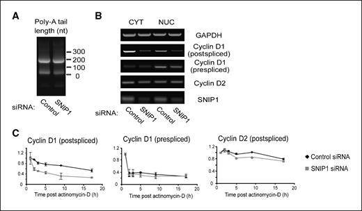 Figure 2. SNIP1 is required for the cotranscriptional stability of Cyclin D1 mRNA. A, SNIP1 is not required for Cyclin D1 polyadenylation. U2-OS cells were transfected with control or SNIP1 siRNA and RACE-PAT PCR was performed to analyze the potential for SNIP1 to regulate Cyclin D1 polyadenylation. B, SNIP1 does not regulate Cyclin D1 nucleocytoplasmic RNA shuttling. U2-OS cells were transfected with control or SNIP1 siRNAs and separated into nuclear and cytoplasmic fractions before RNA extraction, DNase I treatment, and RT-PCR. C, SNIP1 is required for the cotranscriptional Cyclin D1 stability. U2-OS cells were transfected with control or SNARP-targeted siRNA oligonucleotides, then treated with 10 μg/mL actinomycin D before RNA extraction at the time points indicated. Transcript levels were then analyzed by quantitative RT-PCR and normalized to rpLP32, a transcript with a half-life in excess of 25 h.