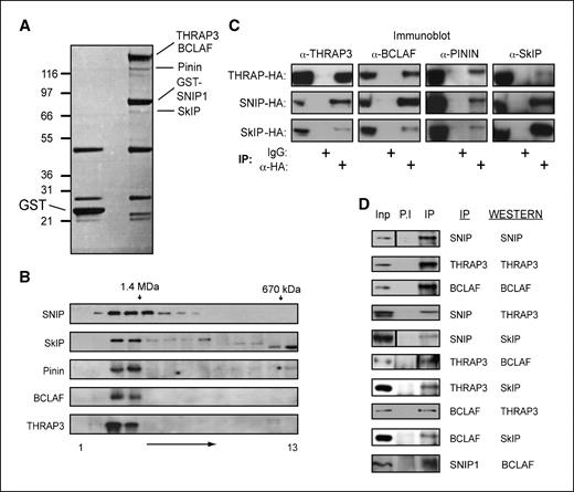 Figure 3. Identification of SNIP1-associated proteins. A, purification of SNIP1-associated proteins. Ten micrograms of expression plasmids encoding GST-SNIP1 or GST alone were transfected into HEK 293 cells and extracts were prepared before purification using glutathione agarose, SDS-PAGE, and colloidal Coomassie staining. Bands specifically present in the SNIP1-GST lane were excised and proteins identified by MALDI-Tof-Tof (MS/MS). B, SNIP1-associated proteins are all in a high molecular weight complex of similar size. HeLa nuclear extract was resolved by Superose 6 gel filtration and fractions were separated by SDS-PAGE and Western blotted using the antibodies indicated. The positions of molecular weight markers used during column calibration are shown. C, confirmation of SNIP1-associated proteins by Western blot analysis. HEK 293 cells were transfected with THRAP3, SNIP1, or SkIP-HA expression vectors, and anti-HA immunoprecipitations (IP) were performed before SDS-PAGE and Western blotting for endogenous proteins as indicated. D, coimmunoprecipitation of endogenous SNIP1-associated proteins. Two hundred micrograms of U-2 OS extract were analyzed by immunoprecipitation, SDS-PAGE, and Western blotting using the indicated antibodies. Inputs represent 5% of total protein used in the assay.
