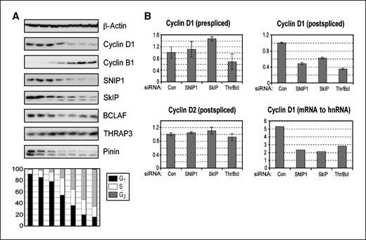 Figure 4. SNARP complex proteins are up-regulated in G1 phase and are required for Cyclin D1 mRNA production. A, cell cycle analysis of SNIP1-associated proteins. U-2 OS cells were fractionated by centrifugal elutriation, whole-cell extracts were prepared, and equivalent protein amounts were separated by SDS-PAGE and subjected to Western blot analysis using the indicated antibodies. Cells from each fraction were also stained with propidium iodide for analysis by FACS and cell cycle percentages of each fraction are shown graphically. B, analysis of RNA transcript levels after depletion of SNARP complex components. U-2 OS cells were treated with siRNAs directed against SNIP1, SkIP, and THRAP3/BCLAF1 (knocked down together due to their sequence similarity and possible functional redundancy). The relative levels of prespliced and postspliced RNAs were then assessed by quantitative RT-PCR, normalized to GAPDH levels. The mRNA (postspliced) to hnRNA (prespliced) ratio for the Cyclin D1 transcript is also presented. The prespliced transcript is detected using primers within intron 1, and the postspliced transcript is detected using primers situated within exons 3 and 5.