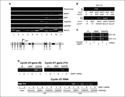 Figure 5. SNARP complex components bind to the Cyclin D1 gene and RNA and are required for recruitment of U2AF65. A, recruitment of SNARP complex components and splicing factors to the Cyclin D1 gene. ChIP analysis was performed on U-2 OS cells using antibodies directed against SNIP1, the SNARP complex proteins SkIP and THRAP3, together with the RNA processing factor U2AF65. PCR analysis was performed with primers directed at various regions within the Cyclin D1 promoter and along the length of the Cyclin D1 gene as indicated. B, SNARP complex proteins are corecruited to the Cyclin D1 gene. Re-ChIP assays were performed as indicated, to detect co-occupancy of SNARP components on specific Cyclin D1 gene regions. Data are presented from a region in Fig. 4A that recruited the SNARP proteins. SNIP1 displays co-occupancy with SkIP, THRAP3, and BCLAF1 at this site. C, THRAP3 recruitment to the Cyclin D1 gene is SNIP1 dependent. ChIP assays were performed using U-2 OS cells in which SNIP1 had been transiently depleted using siRNA. α-SNIP1 and THRAP3 immunoprecipitations were performed and binding to the indicated regions of the Cyclin D1 gene was detected by PCR. D, SNIP1-dependent binding of U2AF65 to the Cyclin D1 gene and endogenous Cyclin D1 mRNA. Top, ChIP assays were performed using U-2 OS cells in which SNIP1 had been transiently depleted using siRNA. α-SNIP1 and U2AF65 immunoprecipitations were performed, and binding to the indicated regions of the Cyclin D1 gene was detected by PCR. Bottom, protein/RNA cross-linking was performed using U2-OS cells treated with control or SNIP1-targeted siRNAs. Immunoprecipitations were performed using the SNIP1, THRAP3, or U2AF65 antibodies and PCR analysis was used to detect the presence of the Cyclin D1 transcript after RNA extraction and DNase I treatment.