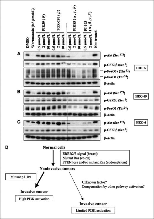 PIK3CA Cooperates with Other Phosphatidylinositol 3′-Kinase Pathway ...