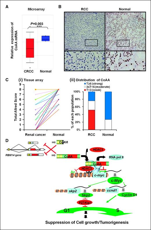Dual Roles for Coactivator Activator and its Counterbalancing Isoform ...
