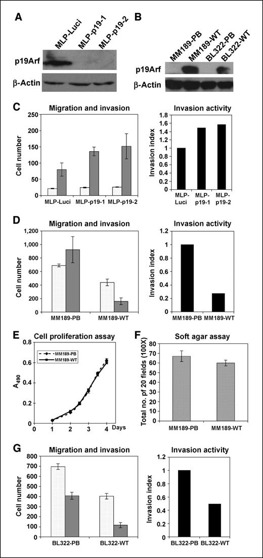 Figure 1. p19Arf inhibits tumor cell invasion. A, immunoblot analysis of BL185 HCC cells infected with retroviral vectors encoding shRNAs targeting luciferase or p19Arf. β-Actin serves as a control. B, immunoblot detection of p19Arf in HCC cell lines infected with either pBabe puro retrovirus (PB) or pBabe puro retrovirus encoding p19Arf (WT). β-Actin serves as a control. C, migration (clear columns) and invasion (gray columns) activity of BL185-MLP-Luci and BL185-MLP-p19 cells. Data are from a representative experiment performed in triplicate. Bars, SE. The cell number is the number of migrated or invaded cells in five 50× microscopic fields per insert. The invasion index was calculated as described in Materials and Methods. D, migration (clear columns) and invasion (gray columns) activity of MM189-PB and MM189-WT cells. Data are from a representative experiment performed in duplicate. Bars, SE. E, cell proliferation assay for MM189-PB and MM189-WT cells. F, anchorage-independent growth assay for MM189-PB and MM189-WT cells. The colony number is the total number for twenty 100× microscopic fields in every plate. Data are from a representative experiment performed in duplicate. Bars, SE. G, migration and invasion assay for BL322-PB and BL322-WT cells. Bars, SE.