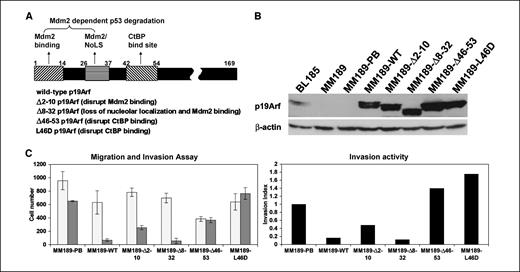 Figure 3. p19Arf inhibition of cell invasion is dependent on the CtBP-binding domain. A, schematic illustration of the p19Arf mutants used in this study. B, immunoblot detection of expression of wild-type or mutant p19Arf proteins in MM189 HCC cells. C, migration (clear columns) and invasion (gray columns) activity of MM189 cells infected with retroviruses encoding the indicated p19Arf mutant proteins.